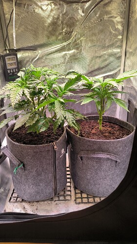 Growreport Bild 19