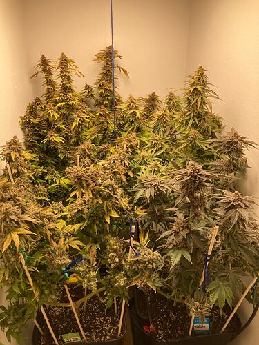 Growreport Bild 2