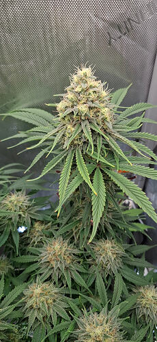 Growreport Bild 13