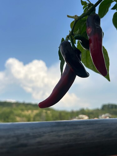 Growreport Bild 29