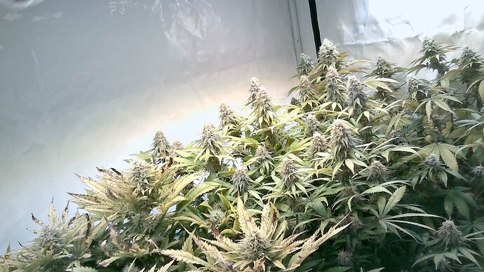 Growreport Bild 7