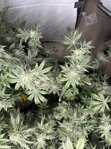 Growreport Bild 27