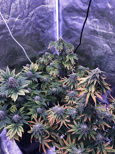 Growreport Bild 3