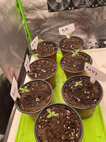 Growreport Bild 4