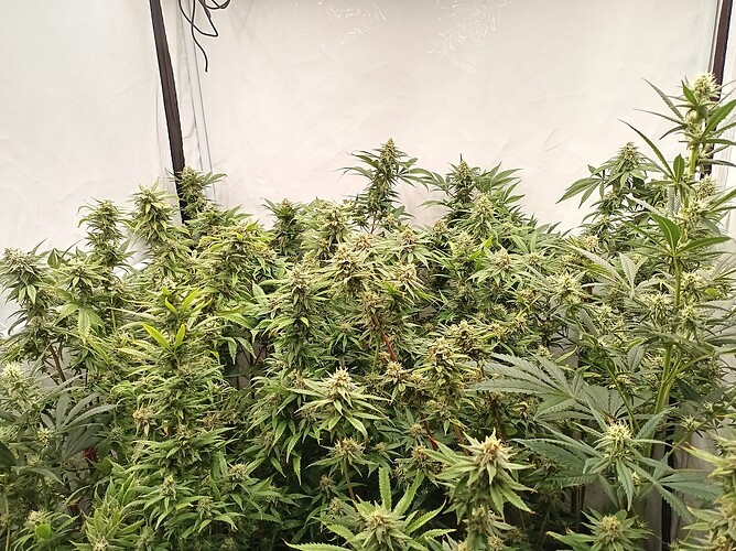 Growreport Bild 17