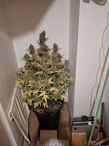 Growreport Bild 6