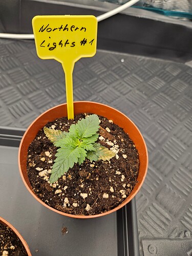 Growreport Bild 6