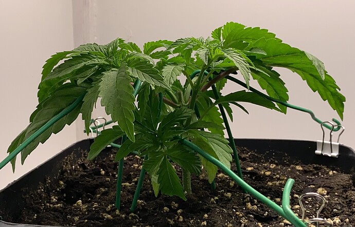 Growreport Bild 5