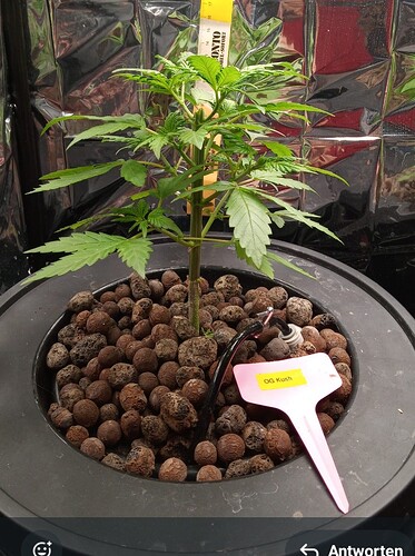 Growreport Bild 3