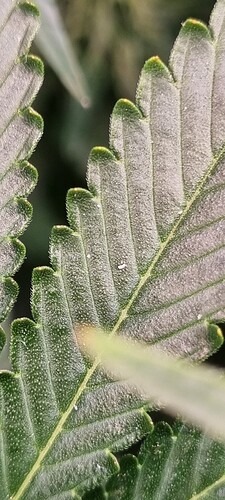 Growreport Bild 3