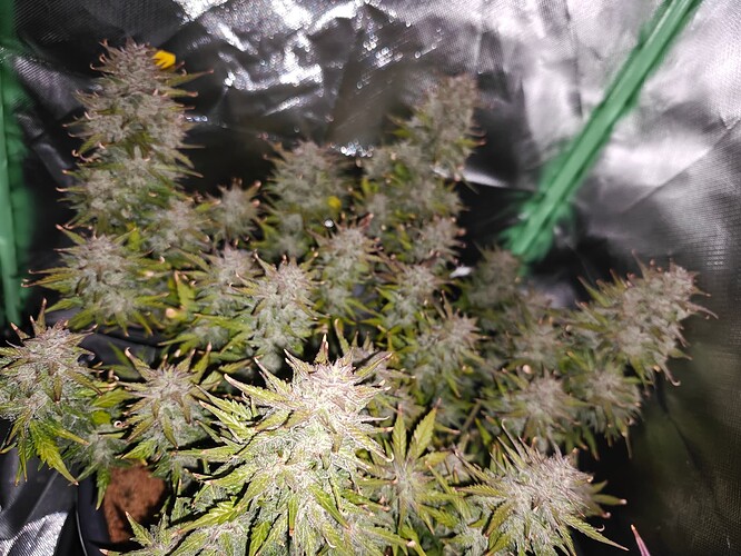 Growreport Bild 2