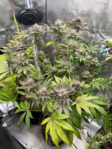 Growreport Bild 11