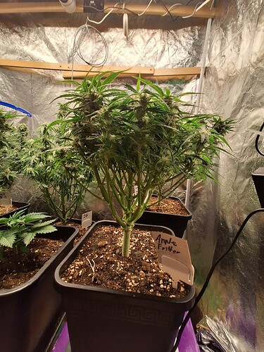 Growreport Bild 6
