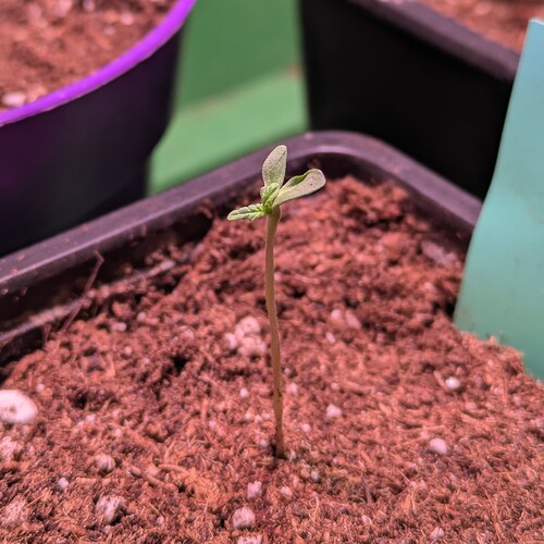 Ein junger Cannabis-Sämling in einem kleinen schwarzen Topf mit Erde.