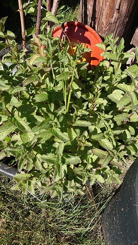 Growreport Bild 27