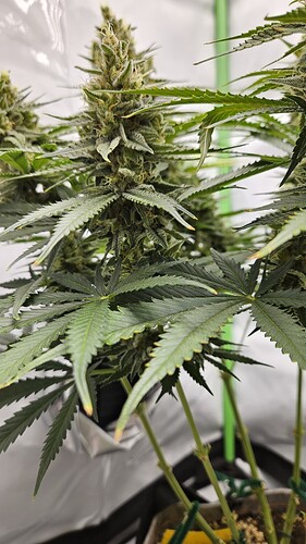 Growreport Bild 3