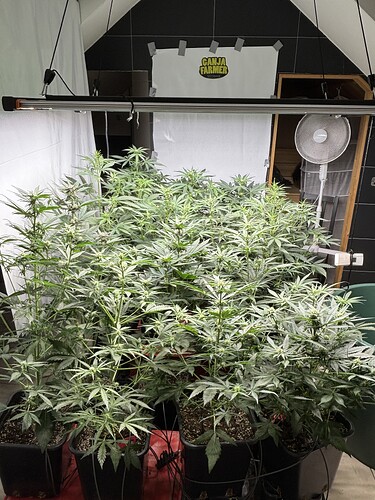 Growreport Bild 34