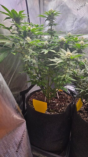 Growreport Bild 1