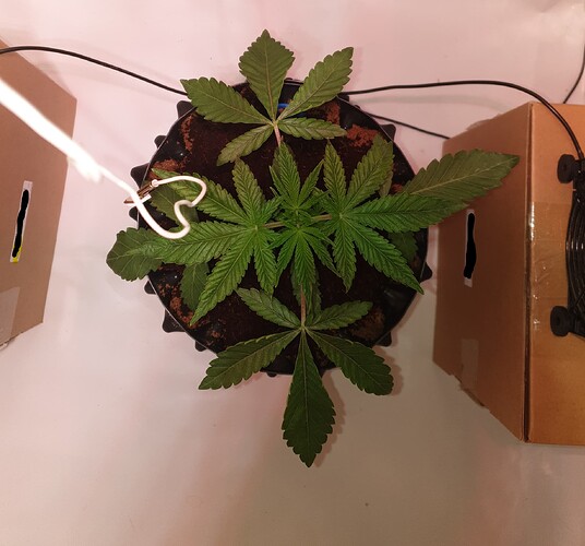 Growreport Bild 6