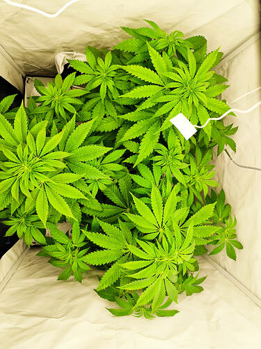 Growreport Bild 2