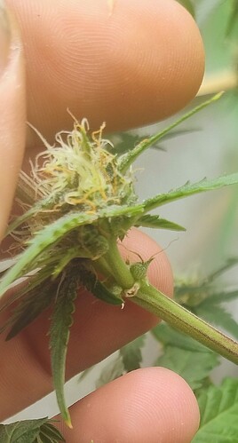 IMG_20240911_213142892_AE~2