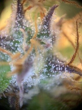 Growreport Bild 4