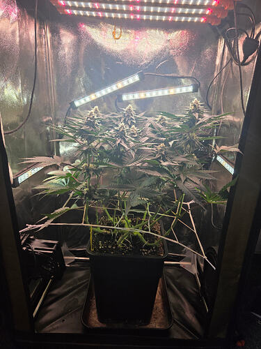 Eine Cannabis-Pflanze in einem Growzelt unter LED-Beleuchtung, BT 32.