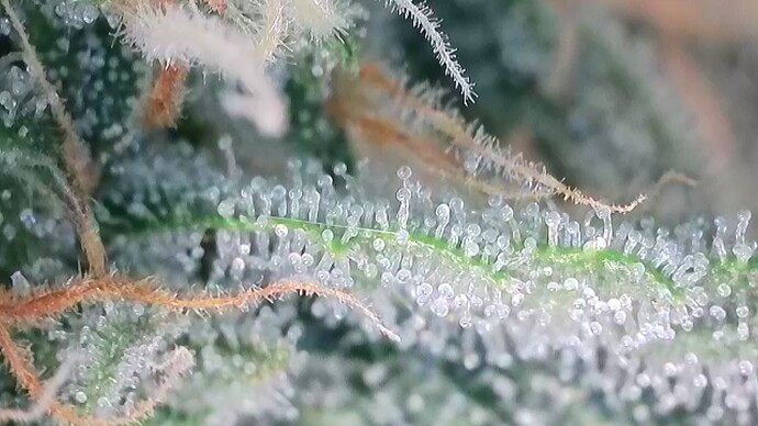 Growreport Bild 40