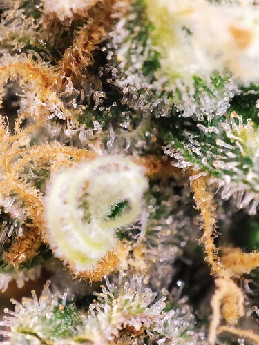 Growreport Bild 68