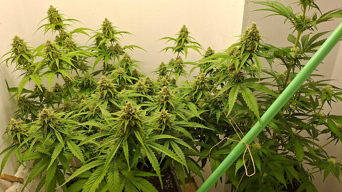 Growreport Bild 304