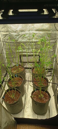 Growreport Bild 6