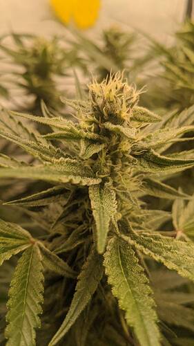 Growreport Bild 4