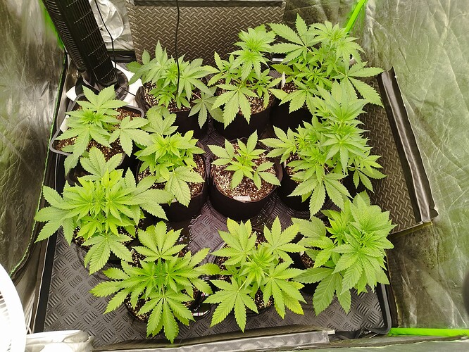 Mehrere junge Cannabispflanzen in verschiedenen Wachstumsstadien in einem Zelt, einige mit größeren Blättern und Stängeln, andere kleiner und kompakter.