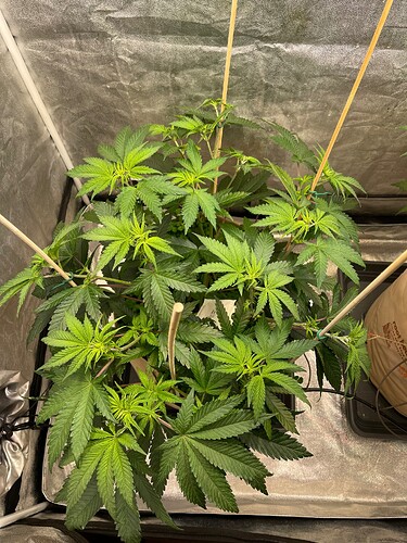 Growreport Bild 4