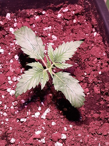 Growreport Bild 81