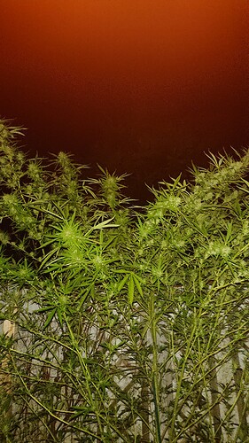 Growreport Bild 32