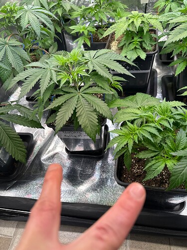 Growreport Bild 30