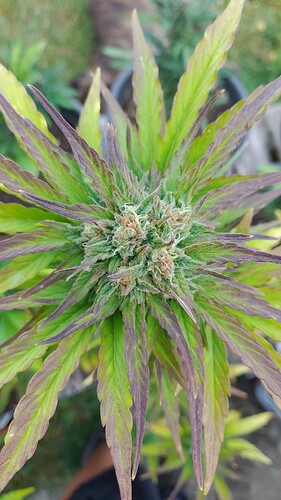 Growreport Bild 4