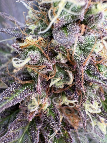 Growreport Bild 41