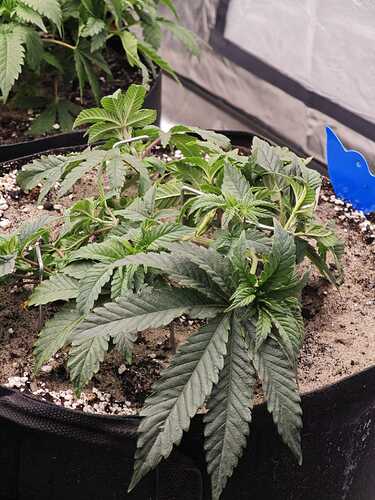 Growreport Bild 2