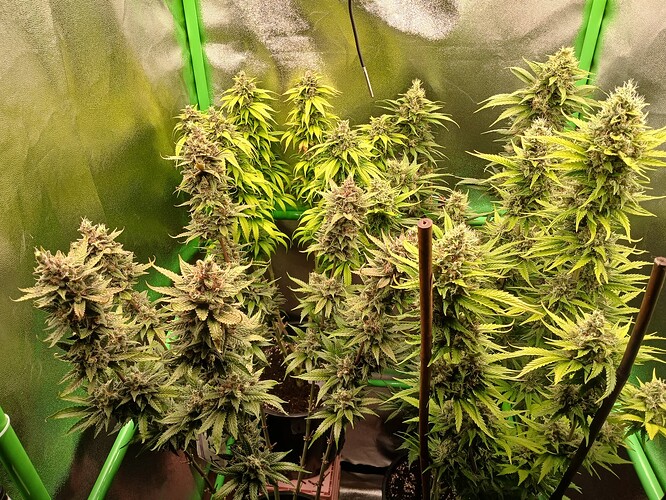 Growreport Bild 12