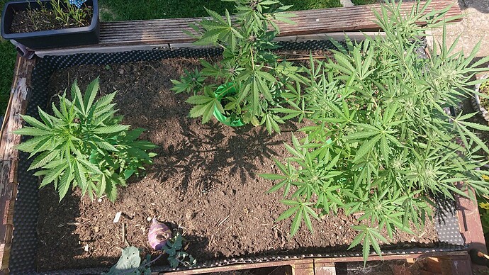 Growreport Bild 77