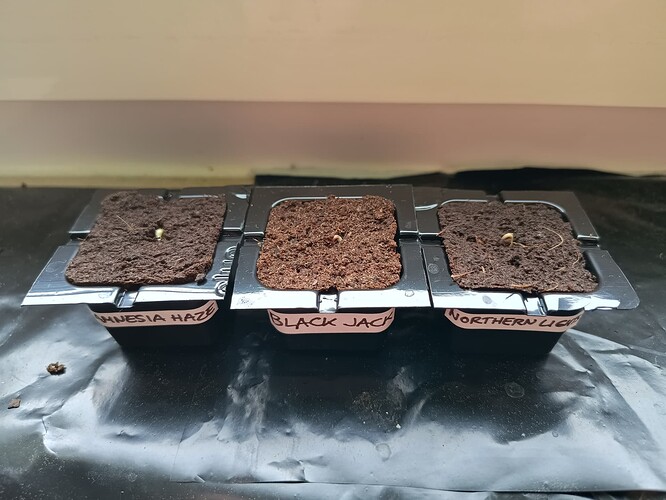 IMG_20240421_084314645_HDR