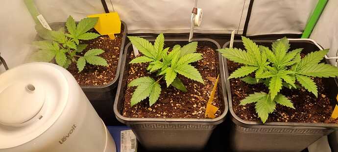 Growreport Bild 1