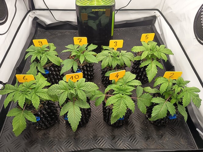 Growreport Bild 4