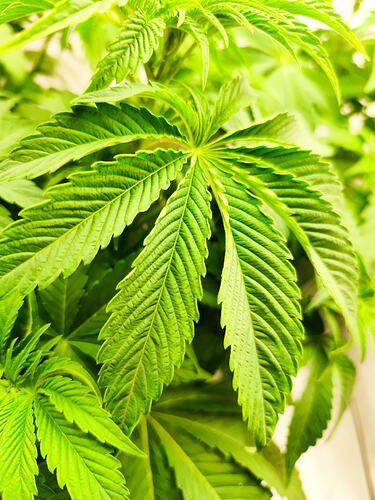Growreport Bild 1