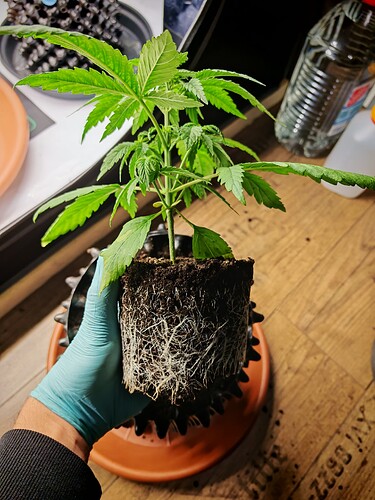 Growreport Bild 8