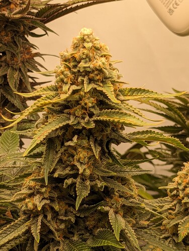 Growreport Bild 4