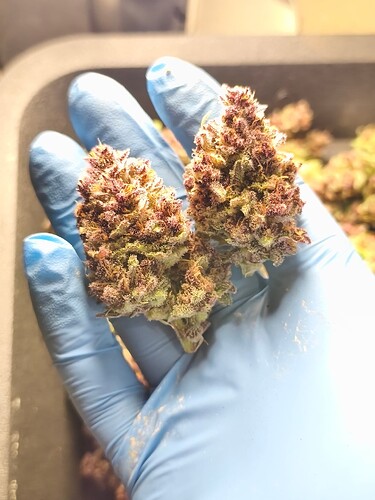 Growreport Bild 1