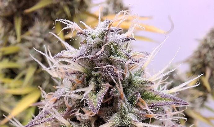 Trichome